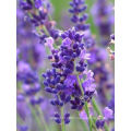 Asian garden indoesnisa lavender seeds flower seeds for growing